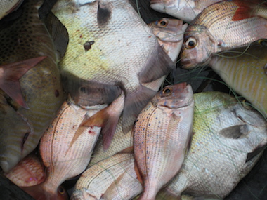 Pile of fish on Lakka Beach resort